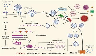 In silico investigation and potential therapeutic approaches of natural products for COVID-19: Computer-aided drug design perspective